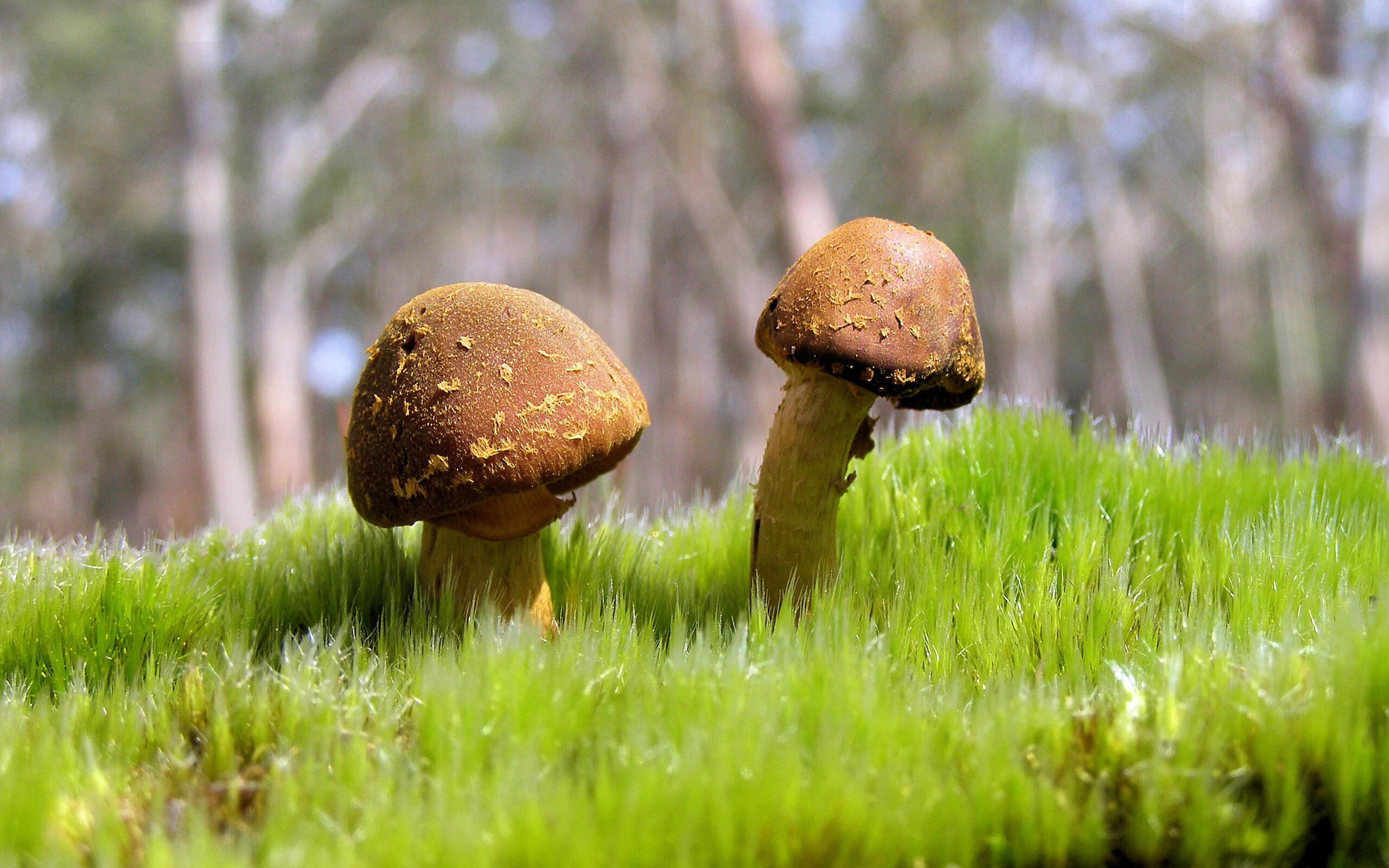 开云官方-马刺社交媒体回顾经典比赛片段引发粉丝共鸣，马刺视频